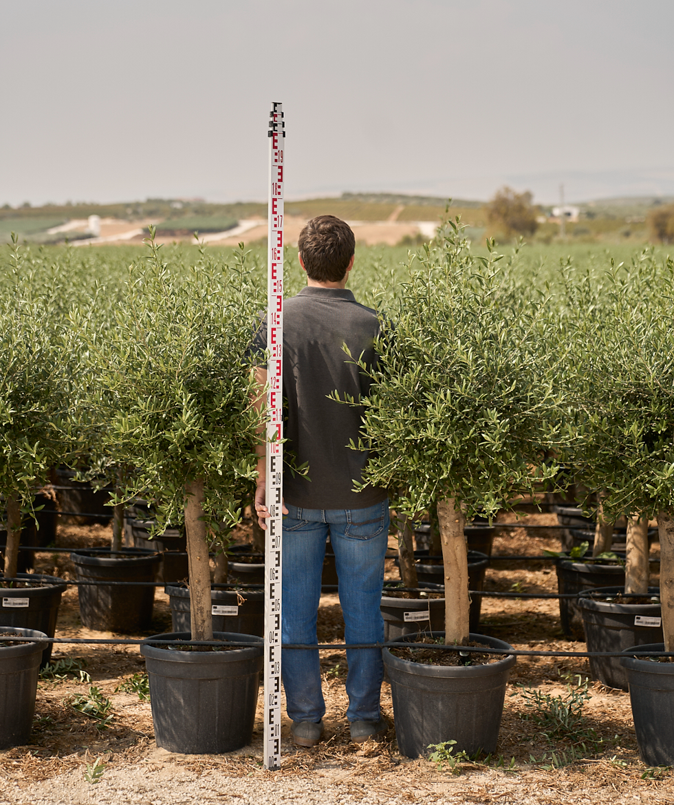 35L mature olive trees for sale in a uk garden with someone standing next to them