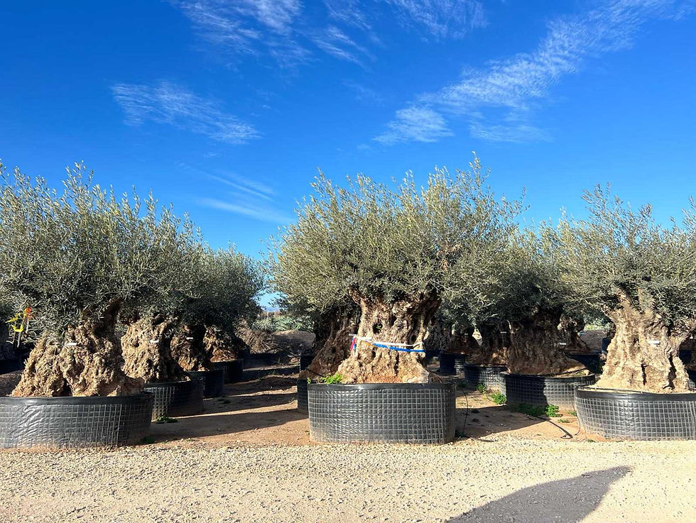 Thumbnail: Ancient Bonsai Olive Tree (Olea europaea) 280–320 cm – 180–200 cm Trunk Girth – Specimen Grade in a uk garden center