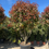Thumbnail: Photinia Red Robin Tree (Photinia × fraseri ‘Red Robin’) – 9ft