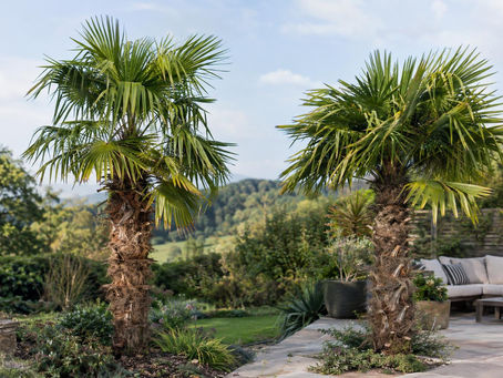 Trachycarpus fortunei vs Trachycarpus wagnerianus — which windmill palm is best for your UK garden this autumn?