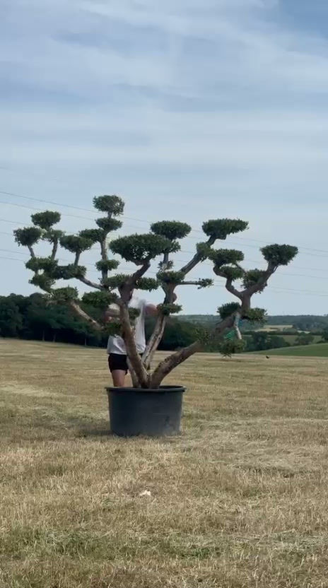 Thumbnail: Extra large 375L masterpiece cloud-pruned olive tree with 35 distinct plates standing next to a person for height and canopy