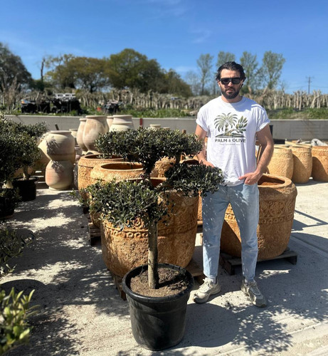 Compact Cloud Olive Tree (Approx. 5ft | Olea europaea 'Niwaki') For ...