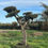 Thumbnail: Sculptural Windswept Cloud Olive Tree (Olea europaea 'Niwaki') – Asymmetric Desi