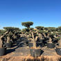 Thumbnail: clould olive tree for sale in london