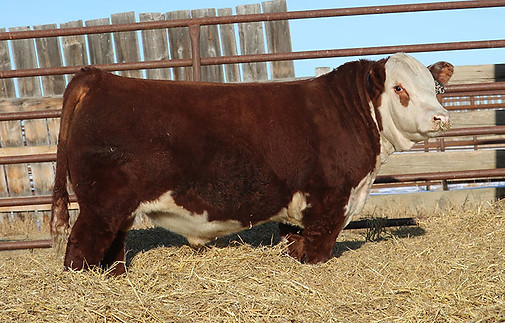 Harvie Established CVIH-209G.jpg