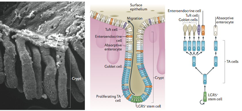 Epithelial -Differentiation | stemcellscmu