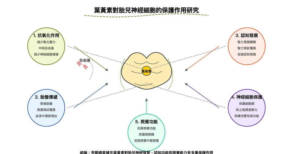 葉黃素對胎兒神經細胞的保護作用