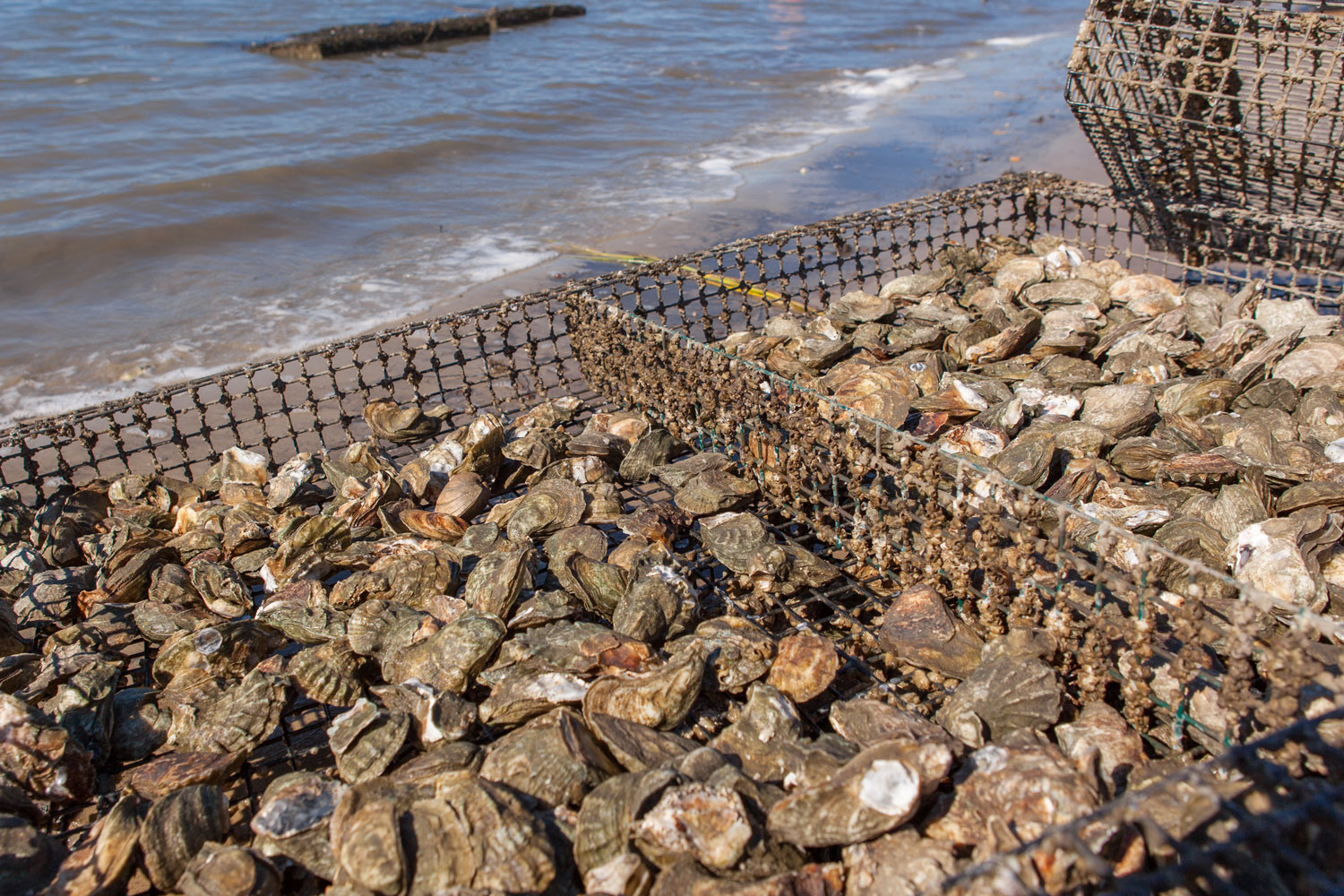 May River Oyster Company