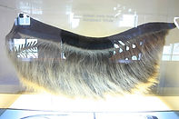 Mammal Names Moustachioed Marine Monster