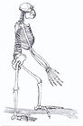 Ardipithecus CC WI tnail smaller.jpg