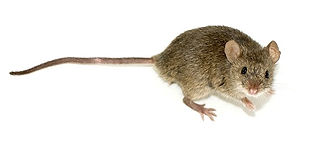 Mammal Names House Mouse CC WI tnail sma