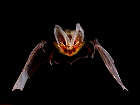 MAMMAL NAMES | Birds of the Night: