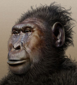 Website BOOK People Gallery Paranthropus boisei CC with background widened 2000px_edited