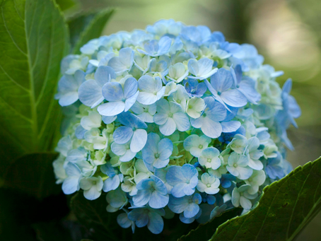 L'Hortensia : élégance florale et symbole d'un jardin vivant