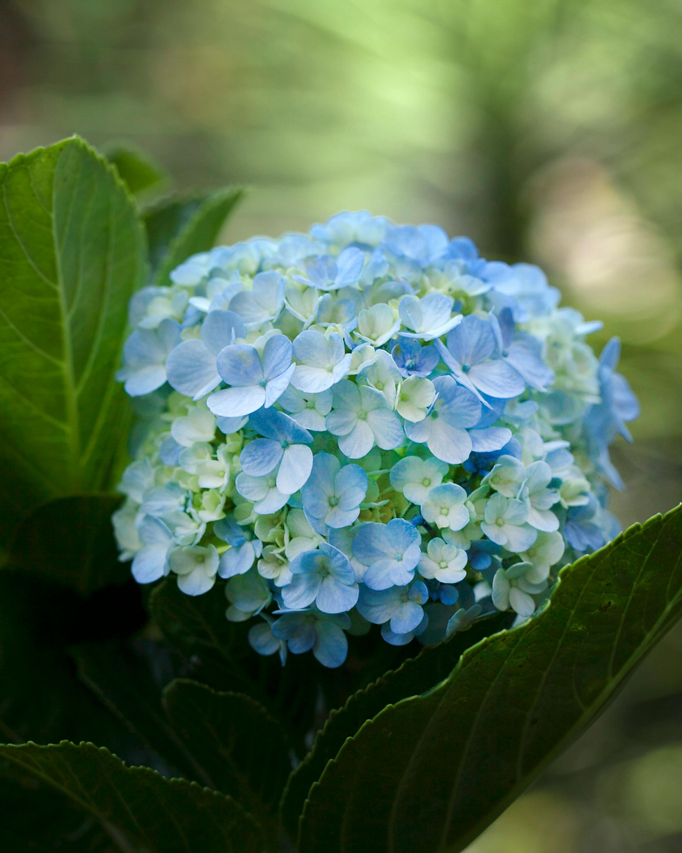 L'Hortensia : élégance florale et symbole d'un jardin vivant