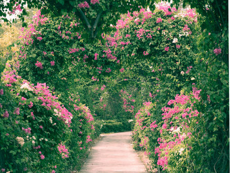 Le couloir végétal : esthétisme, usage et durabilité au cœur des circulations extérieures