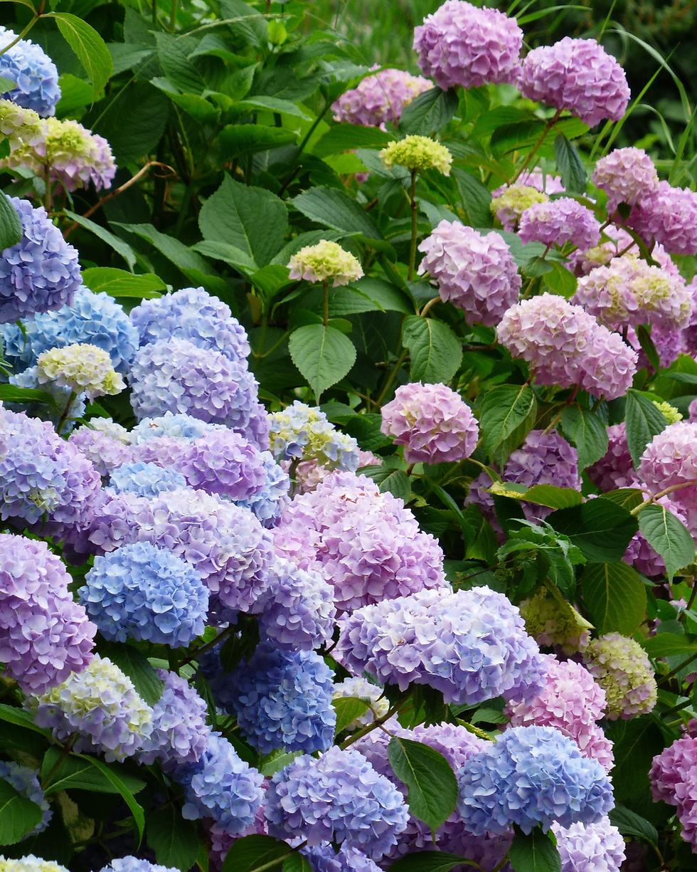 Floraison printanière du Goumi du Japon : de petites clochettes blanches parfumées, discrètes mais précieuses pour les pollinisateurs