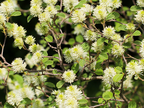 Le Fothergilla major : un arbuste lumineux pour sublimer et enrichir votre jardin