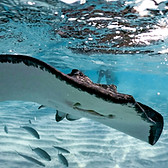 GPTempDownload 2.JPG