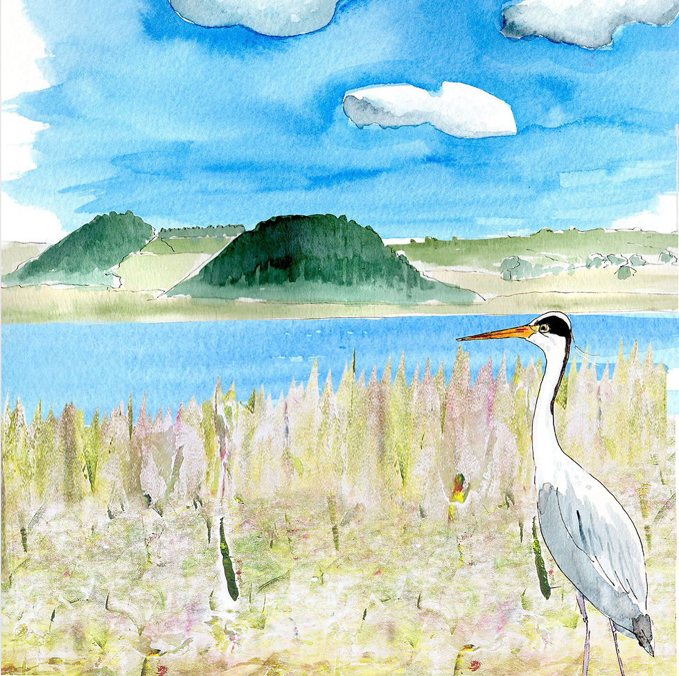 Le voyage de Shannon