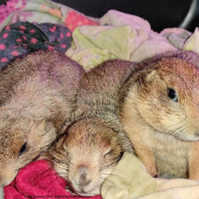 Adopt Prairie Dog: Discover a Unique Pet Experience