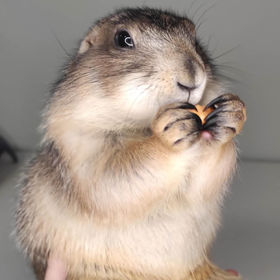 Adopting a Prairie Dog: A Unique Pet Experience