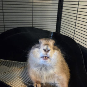 Adopting a Prairie Dog: A Unique Pet Experience