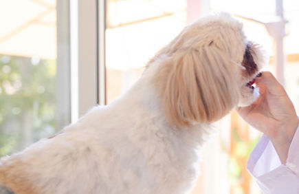 犬・猫の去勢・避妊手術