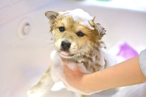 犬のシャンプー