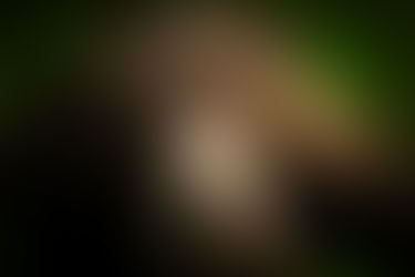 Será Que a Cor da Pelagem Pode Influenciar a Expectativa de Vida de Um Cão? (ESTUDO CIENTÍFICO)