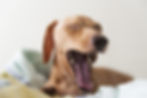 ree