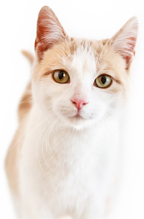 Gato Bicolor 2 Recortado PS.png