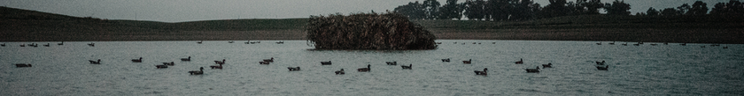 Waterfowl_cover.png