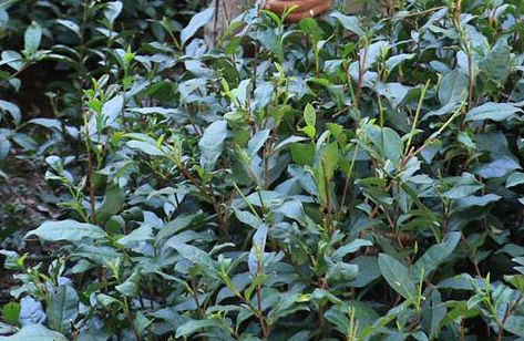 Kangra Tea could lower coronavirus activity better than HIV drugs