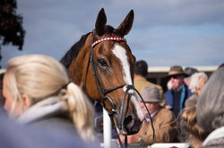Winning horse at Hereford