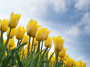 Mindful Self-Compassion Course.jpg