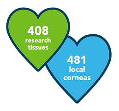 408 research tissues and 481 local corneas