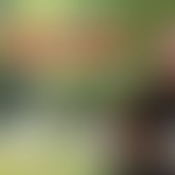 Wordt poes Minoes straks doodgeschoten?