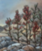 Castilleja At Rostrum