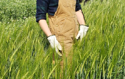 Regional Silage Variety Trial 2019: Barley