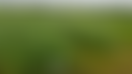 Annual Forage Legumes, Cocktails, and Forage Type Cereal Crops for Forage in Teepee Creek