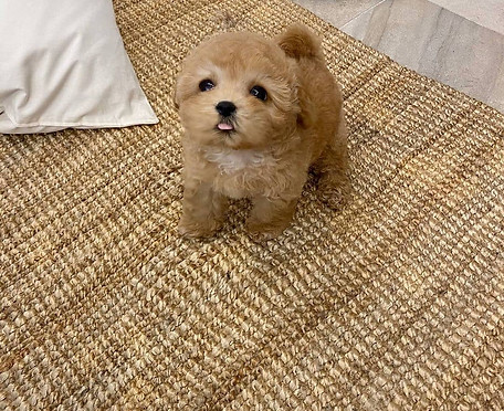 maltipoo teacup15.jpg