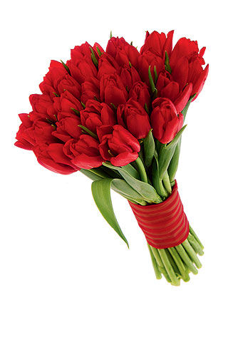 Miniatura: tulipanes
