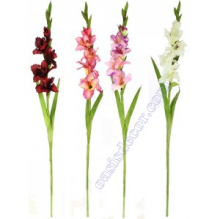 vara-de-gladiolo PRECIO: $9.99