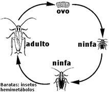 barataciclo.gif