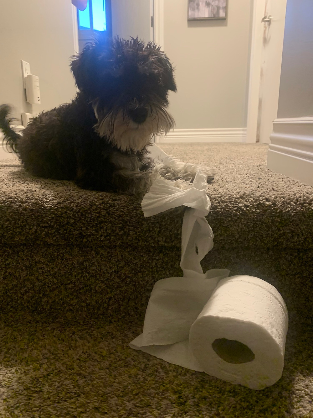 Bad Dog