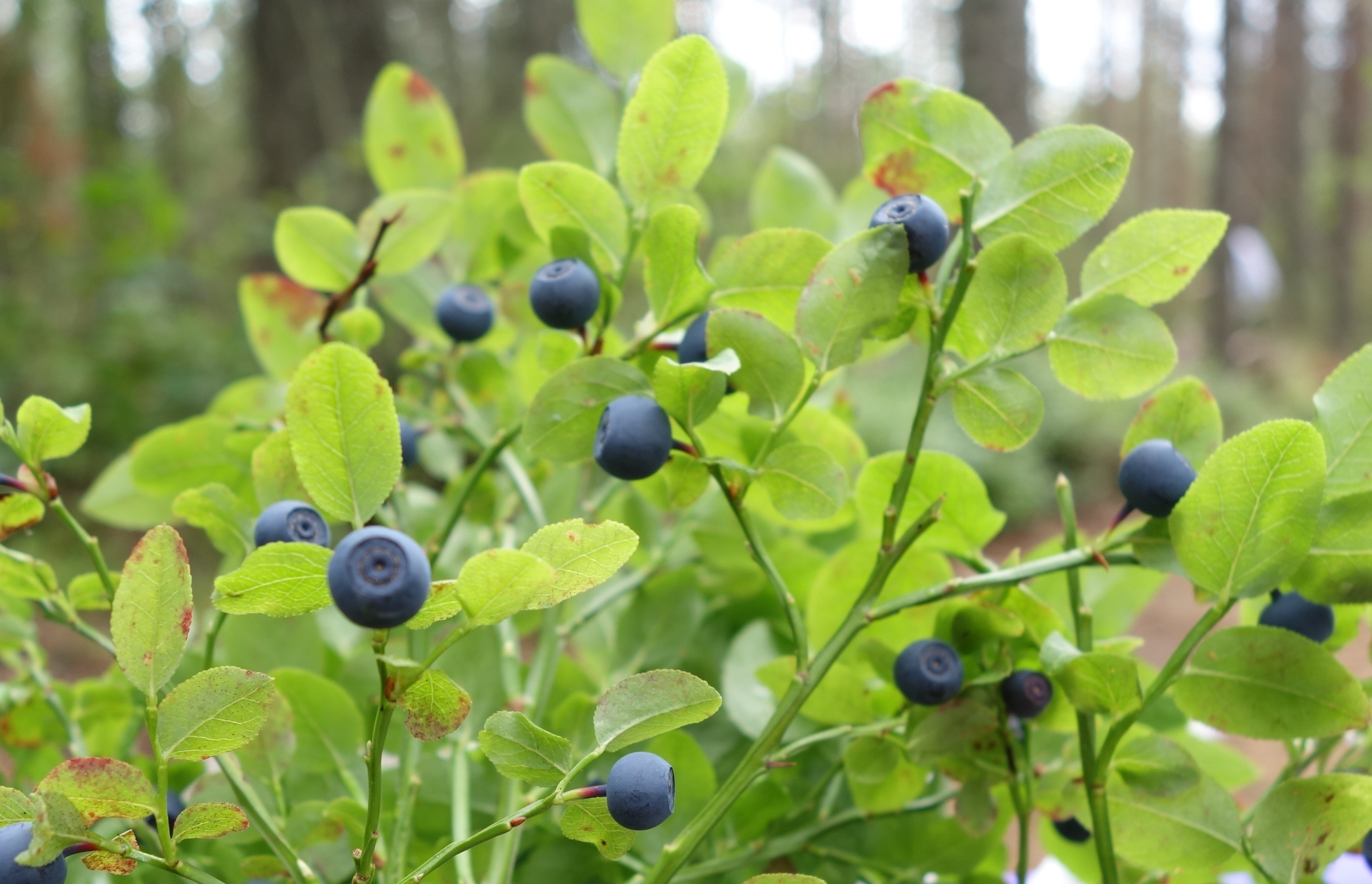 北欧のベリー小百科 北欧生活