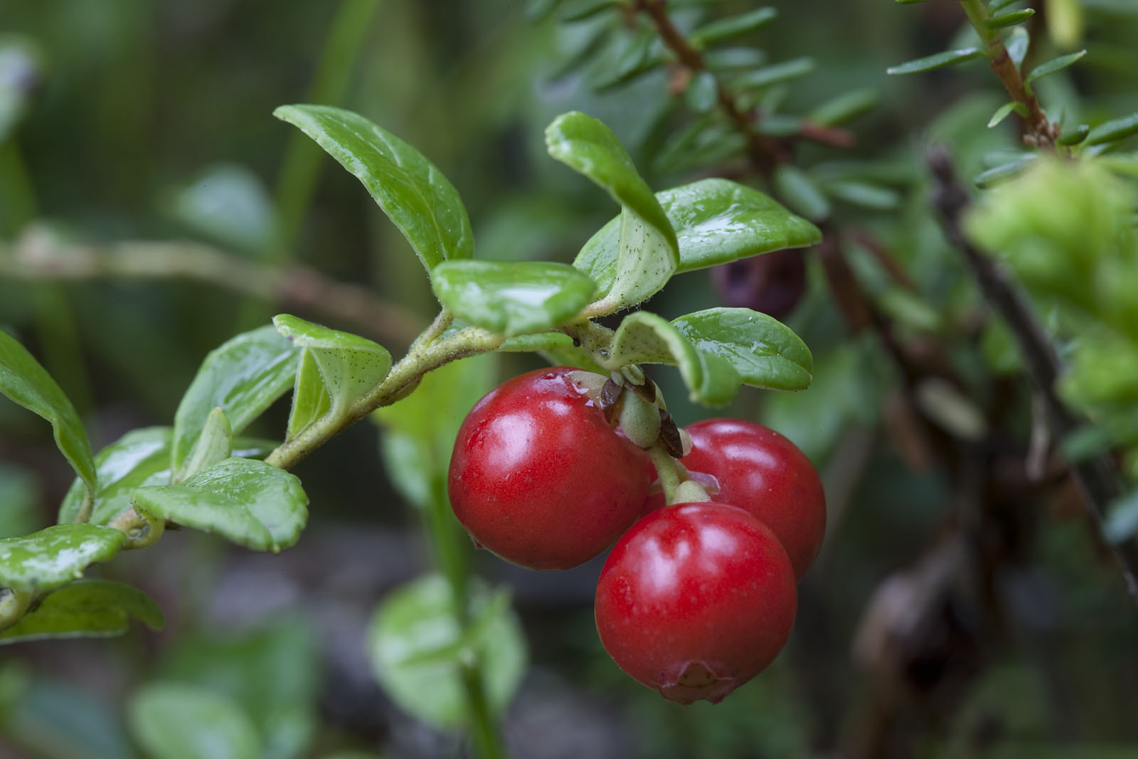 北欧のベリー小百科 北欧生活