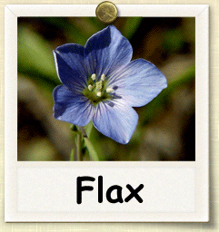 flax