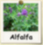 alfalfa